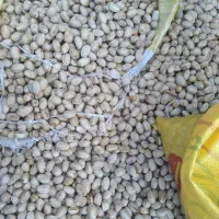 پسته|خوردنی و آشامیدنی|پاکدشت, حصار امیر|دیوار