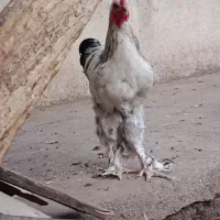 مرغ خروس برهما