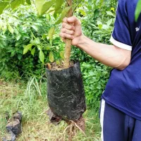 نهال نارنج شیرازی،ازگیل ژاپنی(انبوه)،سرونازشیرازی|خدمات باغبانی و درختکاری|لاهیجان, بازکیاگوراب|دیوار