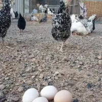 تخم مرغ گلین لری نطفه دار