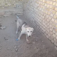 سگ عراقی پژدراصیل