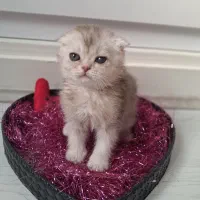 گربه اسکاتیش فولد ناز و سالم