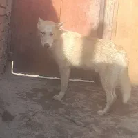 واگزاری|سگ|یزد, |دیوار