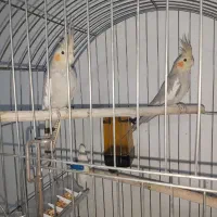 عروس هلندی|پرنده|رباط‌کریم, نصیرشهر|دیوار