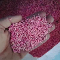 بذر گندم|گل و گیاه طبیعی|سارال, |دیوار