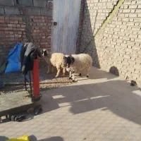 دوراس بره کاور دم شلال ناز|حیوانات مزرعه|زرند, |دیوار