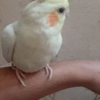 عروس هلندی|پرنده|اراک, |دیوار