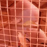 مرغ عشق|پرنده|امیدیه, |دیوار