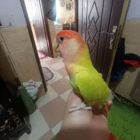 کوتوله برزیلی  هشت ماه دستی مست