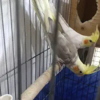 عروس هلندی با جوجه