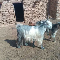 بز وتیربز خشک  و بزبابیگ