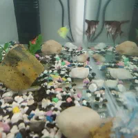 آکواریوم شیشه خم بزرگ  با ماهی و‌لوازم|ماهی|مشهد, مشکینی (شهرک غرب)|دیوار