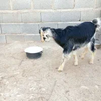 بزغاله خلج - گراش|حیوانات مزرعه|گراش, |دیوار