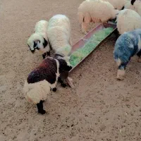 بره پرواری مخصوص قربانی سیریک