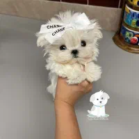 مینایاتوری