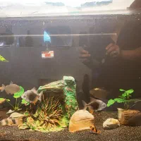 آکواریوم بزرگ باماهیان مانستر