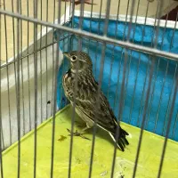 سهره خاکی یا طوقه|پرنده|خوی, |دیوار