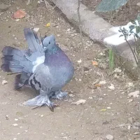 معاوصه سفید مهر کاکلی دمچتری گردن لرزون|پرنده|کردکوی, |دیوار