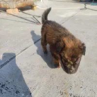 توله ژرمن شپرد ماده دوماهه اصیل|سگ|ماهدشت, |دیوار