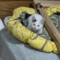 واگذاری رایگان گربه DSH ماده 4 ماهه