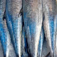 همه نوع ماهی ها تازه موجود هست بصورت انلاین