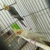 عروس هلندی مولد و‌ تضمینی