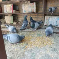 کبوتر پلاکی چهار جفت بوم ندیده