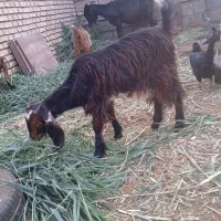 بزنجدی|حیوانات مزرعه|خرمشهر, |دیوار