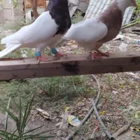 طوقی