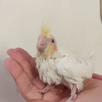 جوجه عروس هلندی