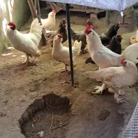 تخم مرغ نطفه دار