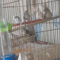 فنچ زبرا مولد