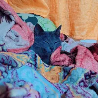 گربه نر|گربه|سنگر, |دیوار