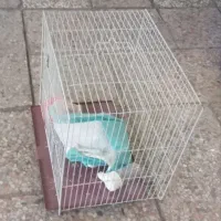 قفس پرنده