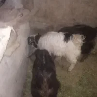 بز نر و ماده|حیوانات مزرعه|قروه, |دیوار