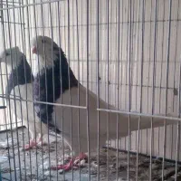 ۵۰عدد کفتر رخ دار پرستی