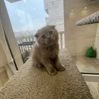 واگذاری گربه