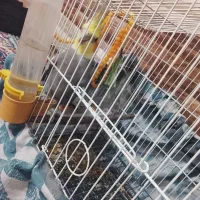 عروس هلندی نر