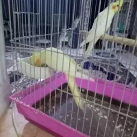 عروس هلندی|پرنده|شهریار, شهریار|دیوار