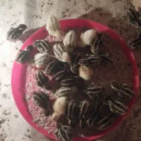 جوجه بلدرچین تخم نطفه داربلدرچین