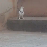 کفتر طوقی|پرنده|تایباد, |دیوار