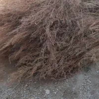 جاروی دسته شده اماده
