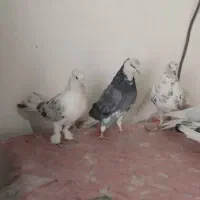 کبوتر پرشتی ساعت بالا