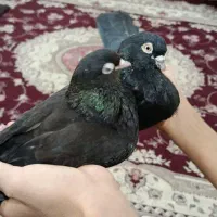 سیاه هندی|پرنده|بندر ماهشهر, |دیوار