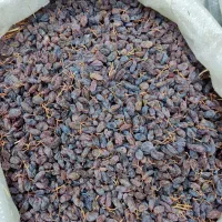 کشمش آفتابی درشت درشت|عمدهفروشی|ابهر, |دیوار