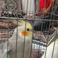 عروس هلندی