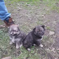 واگذاری پامر