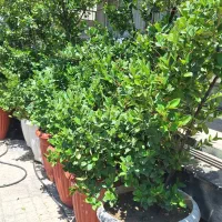 یاس هلندی|گل و گیاه طبیعی|تهران, هفت حوض|دیوار