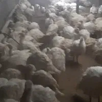 فروش بوقلمون کشتاری