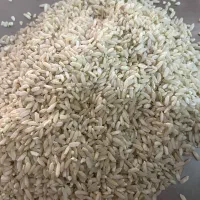 برنج چمپا صالحون